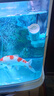 魚呼吸魚缸造浪泵沖浪泵吹糞器變頻環(huán)流造浪機(jī) 環(huán)流造浪泵40W【適合100-180cm的缸】 曬單實(shí)拍圖
