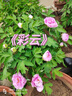 GENIOLAMODE短袖男純棉夏季潮流休閑時尚印花圓領(lǐng)百搭t恤男裝衣服 白色 2XL 曬單實拍圖