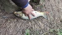 小鳳仙溪流釣高靈敏七星漂線組專攻小魚白鰷馬口魚線魚鉤耐磨原絲套裝 4.5m 金袖有刺【橄欖型2個(gè)裝】 1.2號(hào) 曬單實(shí)拍圖