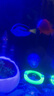 興國海（Singoseafarm）吊類海水魚 海水黃金吊藍吊興國海 藍吊 3-4cm 曬單實拍圖
