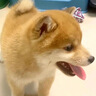 柴犬幼犬寵物狗活體日本柴犬純種幼崽柴狗小狗仔赤柴活物豆柴黑柴 血統(tǒng)級 母 曬單實(shí)拍圖