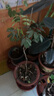 櫻花樹(shù)苗早櫻晚櫻花苗庭院陽(yáng)臺盆栽地栽工程綠化苗木行道樹(shù) 晚櫻2.5cm粗【當年開(kāi)花】99%喜歡 曬單實(shí)拍圖