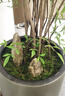 臨雅青苔蘚鮮活微景觀綠植盆景桌面假山造景材料永生白發(fā)短絨源頭直發(fā) 曬單實拍圖