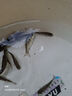 鯽魚苗活體淡水養(yǎng)殖高背鯽大坂鯽魚觀賞魚活體飼料中科鯽魚苗批發(fā) 工程鯽4-6厘米30條加10%防損 曬單實拍圖