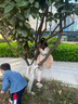 奇諾鼠奇諾鼠寶寶軟底春秋帆布鞋嬰幼兒學(xué)步鞋幼兒園室內(nèi)鞋兒童透氣單鞋 曬單實(shí)拍圖
