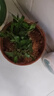 幼薇節(jié)節(jié)高富貴竹植物客廳轉(zhuǎn)運(yùn)綠植盆栽辦公室內(nèi)桌面好養(yǎng)盆景四季常青 九棵富貴竹+胭脂紅陶瓷盆 帶盆栽好 曬單實(shí)拍圖