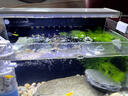 凡增LED魚(yú)缸燈水族箱照明燈防濺水支架燈水草燈節能草缸燈usb可調色 48-60魚(yú)缸【紅藍白綠四色-調光開(kāi)關(guān)】 曬單實(shí)拍圖