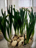 思泰克水培水仙花營(yíng)養液風(fēng)信子馬蹄蓮開(kāi)花水培植物肥料水仙花肥料 思泰克水仙營(yíng)養液 曬單實(shí)拍圖