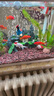 金魚活魚觀賞魚小金魚活魚不打氧錦鯉冷水小型魚淡水好養(yǎng)耐活包郵 5-7cm鴻運當(dāng)頭3條 曬單實拍圖