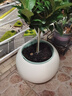 ZHI HUI JU簡(jiǎn)約輕奢高級感樹(shù)脂花盆大號奶油風(fēng)黑金剛橡皮樹(shù)胖盆圓球形大花盆 球形花盆#Q4【35*26】送移動(dòng)托盤(pán) 一套 曬單實(shí)拍圖