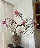 玉蘭花水培水養(yǎng)綠植花卉遇水開(kāi)花樹(shù)苗盆栽帶花苞干枝耐寒鮮切白紫 【清香素雅】鮮切白玉蘭60~80cm3枝+送掛件+ 裸根不帶土 曬單實(shí)拍圖