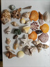 天然海螺貝殼 海星寶螺魚(yú)缸水族箱地臺(tái)造景兒童海洋科普禮物擺件 海星禮包(一個(gè)天然海星20個(gè)螺貝 曬單實(shí)拍圖