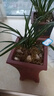皇冠能（HUANGGUANNENG）花期帶花苞四季蘭濃香型猴面名貴花卉蘭花大全四季開(kāi)花室內 綠云 10苗連體帶軟膠袋原盆土 曬單實(shí)拍圖