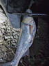 千壽（Qianshou） 千壽釣線(xiàn)野釣柔軟魚(yú)線(xiàn)釣魚(yú)線(xiàn)超強拉力尼龍線(xiàn) 主線(xiàn)【買(mǎi)二送二】 1.0 曬單實(shí)拍圖