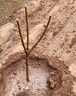 CHUANGSHIJI黃蜜櫻桃苗 嫁接果樹苗南方北方種植煙臺大櫻桃樹苗 地徑3.5cm（帶分枝）當年結果 80cm(含)-89cm(含) 曬單實拍圖