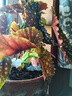 臨雅福壽秋海棠盆栽鱒魚竹節(jié)粉旗魚室內(nèi)陽臺好養(yǎng)易活四季開花卉綠植物 秋海棠“粉旗魚”120# 曬單實拍圖