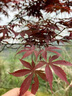 沁茗毓日本紅楓樹苗楓樹紅舞姬盆栽中國(guó)三季紅盆景風(fēng)景樹庭院植物 中國(guó)三季紅楓（粗2公分） 帶原土球發(fā)貨 曬單實(shí)拍圖