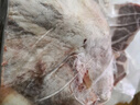桃西村現(xiàn)殺新鮮鹿肉鹿肩肉鹿腱子肉鹿腿肉鹿腩鹿排生鮮食材 現(xiàn)殺鹿腱子肉3斤 曬單實拍圖