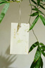 京厽小葉簕竹室內辦公室桌面綠植花卉易活好養(yǎng)客廳懶人小盆栽上檔次 簕竹中樁帶芽帶盆帶土 帶盆栽好 曬單實拍圖
