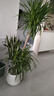 歐芽  龍血樹客廳綠植多頭龍須樹龍鐵樹客廳綠植室內(nèi)大型龍血樹植物盆 雙層龍血樹1.2-1.4m【聚寶盆】 含盆 曬單實(shí)拍圖
