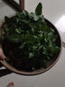 卓天（ZHUOTIAN）矮向日葵種子食用向日葵花種籽四季種室內(nèi)外盆栽觀賞開花植物種子 矮頭向日葵 種子55粒+肥 曬單實拍圖