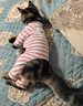 阿莫爾貓咪衣服秋季薄款防掉毛彈力四腳衣布偶藍貓幼貓寵物小狗狗居家服 粉色四腳衣 L(建議8-11斤背長(cháng)32cm胸圍44cm) 曬單實(shí)拍圖