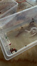 智宙泡水角蛙蛙糧寵物角蛙糧黃金角蛙飼料專(zhuān)用糧樹(shù)蛙蛙糧兩棲蛙糧飼料 【泡水即食】角蛙飼料 曬單實(shí)拍圖