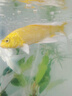 招財黃金金魚鯉魚冷水魚苗好養(yǎng)耐活淡水活魚魚苗錦鯉龍鳳批發(fā) 13-15黃金2條 曬單實拍圖