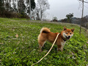 DidogPet寵物狗狗項圈泰迪小型犬頸圈狗牌刻字防丟牽引繩金毛中大型犬脖圈 鹿皮棕（刻字） S-小型：參考體重9-18斤 曬單實(shí)拍圖