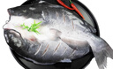 往牧叉尾鮰魚 三去開背 青江魚烤魚  腌制半成品 冷凍生鮮 江團魚 1.2-1.4斤*3條 曬單實拍圖
