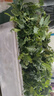 大禹草莓番茄苗鐵皮西紅柿種苗草莓柿子大番茄苗帶土秧苗老品種農(nóng)科院 鐵皮西紅柿草莓番茄苗秧苗60棵 曬單實拍圖