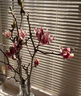 玉蘭花水培水養(yǎng)綠植花卉遇水開(kāi)花樹(shù)苗盆栽帶花苞干枝耐寒鮮切白紫 【新手試種】鮮切紫玉蘭40-50cm2枝+專(zhuān)用營(yíng)養(yǎng) 裸根不帶土 曬單實(shí)拍圖