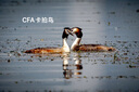 努米諾全新 CFA 4.0 索尼存儲(chǔ)卡 2T 三防 CFexpress Type-A適用A1/FX6/FX3/A7S3/a7m4 4.0版本 BLUE 1T 新款旗艦三防卡 儲(chǔ)存卡+USB3.2讀卡器 曬單實(shí)拍圖