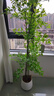 臨雅南天竹仿真綠植室內大型盆栽高端輕奢假花樹(shù)客廳仿生植物落地擺件 2.1米丨五桿南天竹+半圓形白盆 曬單實(shí)拍圖