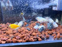 立得威快干型造景專(zhuān)用強力膠水族館粘石頭沉木魚(yú)缸盆栽假山造景粘合劑防水工藝品石雕修復粘接 【快干型高強度】骨架膠50g*1支 曬單實(shí)拍圖