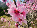 三星（SAMSUNG）【全國(guó)可補(bǔ)】LS03D/LS03F Frame畫(huà)壁QLED電視65/75/85 85英寸 LS03DA 曬單實(shí)拍圖