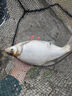 漢鼎一號黑坑魚竿手竿6h8H19調(diào)超輕超硬黑棍魚竿羅非竿飛磕釣魚竿4.8m 曬單實拍圖