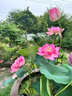 重瓣荷花盆栽水養花卉池塘水培植物大型觀(guān)賞蓮花種藕苗濃香四季開(kāi) 艷紅/3顆裝精選種苗 裸根不帶土 曬單實(shí)拍圖