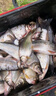 黃尾專(zhuān)用餌料野釣專(zhuān)攻紅尾魚(yú)餌料釣鲴魚(yú)鯽魚(yú)爆護打窩料誘魚(yú)開(kāi)口劑 黃尾餌料【1袋裝】 曬單實(shí)拍圖