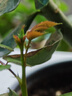稀有品種七彩色多頭玫瑰花苗高品質(zhì)濃香型玫瑰盆栽花卉簡(jiǎn)單易養活 5號嫁接多色 普通老樁苗發(fā)一顆當年開(kāi)花較少建 曬單實(shí)拍圖