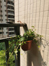 行湘口紅吊蘭盆栽垂吊綠植盆栽桌面綠植整盆+敞口塑料盆隨機(jī) 源頭直發(fā) 曬單實(shí)拍圖