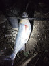 千壽（Qianshou） 千壽釣線(xiàn)野釣柔軟魚(yú)線(xiàn)釣魚(yú)線(xiàn)超強拉力尼龍線(xiàn) 主線(xiàn)【買(mǎi)二送二】 1.0 曬單實(shí)拍圖