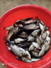 千壽5代魚線柔軟釣線強拉力競技主線黑坑子線尼龍線魚線 4.0號 60米 主線 曬單實拍圖