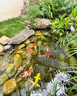 Fentia豐甜生物高活性芽孢桿菌水產(chǎn)養(yǎng)殖專用枯草菌種魚蝦蟹池塘凈水改底 高活芽孢桿菌【300g*10袋】 曬單實(shí)拍圖