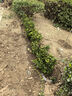 濱淇冬青苗大葉黃楊小苗庭院綠籬笆常青綠化苗30-50cm高100棵源頭直發(fā) 曬單實(shí)拍圖