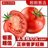 疆域采虹正宗普羅旺斯西紅柿現(xiàn)摘新鮮沙瓤陜西特產(chǎn)水果生吃西紅柿自然熟 嚴選一級18-24枚裝單果50g+ 曬單實拍圖