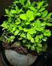 苔蘚微景觀生態(tài)瓶趣味造景綠植創(chuàng)意盆栽盆景魚缸好養(yǎng)活桌面臥室 釣魚翁（煙灰色）+木質(zhì)底座燈 16*16*22（圓）/15*15*20（超白缸） 曬單實拍圖