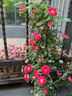 坤卉薔薇花苗爬藤耐寒藤本月季特大爬墻花卉陽(yáng)臺盆栽庭院植物四季開(kāi)花 王妃（當年開(kāi)花爆滿(mǎn)） 1.6米左右爬藤特大苗 曬單實(shí)拍圖