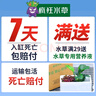 瘋狂水草（FKSC）莫斯水草活體植物魚缸造景底部前景套餐懶人陰性莫斯樹沉木水榕 火焰垂淚莫斯組合 曬單實(shí)拍圖
