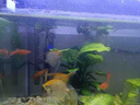 魚缸除藻劑去苔劑凈青苔清除劑褐藻去除神器綠水綠藻絲藻克星專用 高分子濃縮【 240片 3瓶 】綠藻不再生 曬單實拍圖